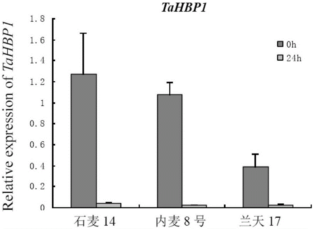 一个血红素结合蛋白基因TaHBP1及其重组干扰载体和应用的制作方法