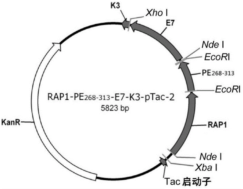 用作诱发抗原特异性T细胞反应的免疫原性增强剂的融合蛋白的制作方法