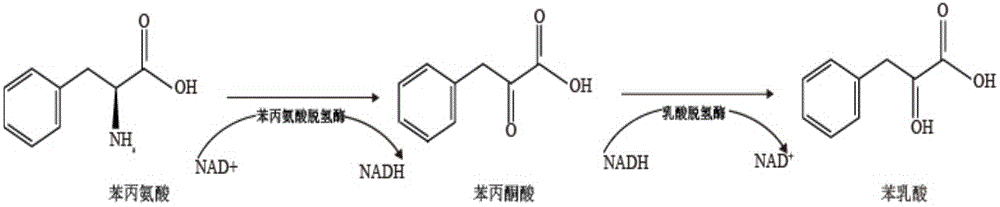 一种枯草芽孢杆菌全细胞转化苯丙氨酸生产苯乳酸的方法与流程