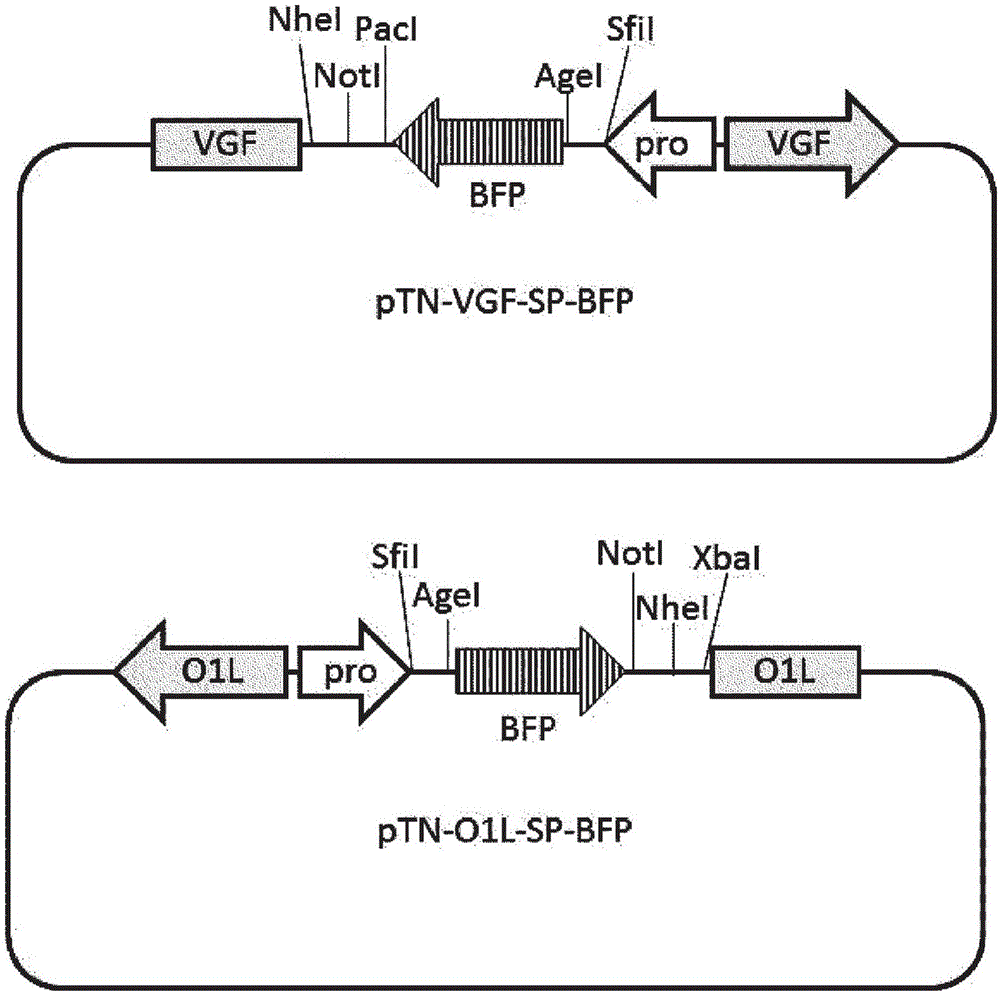 新型基因重组牛痘病毒的制作方法