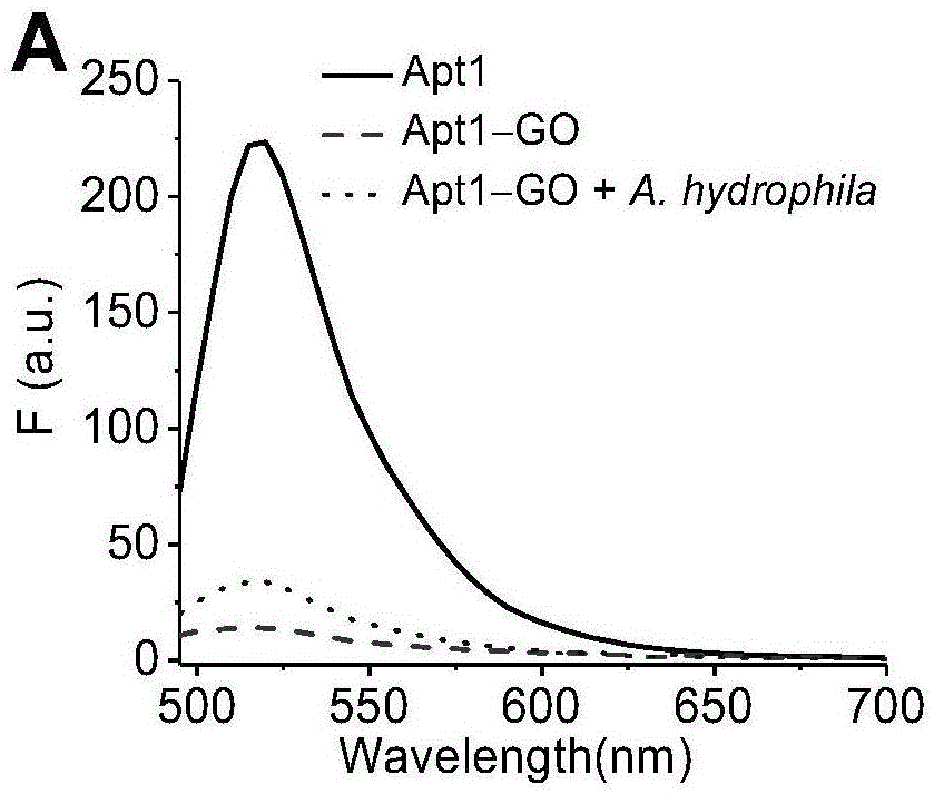 基于氧化石墨烯的荧光增强型适配体传感器及其制备方法和应用与流程