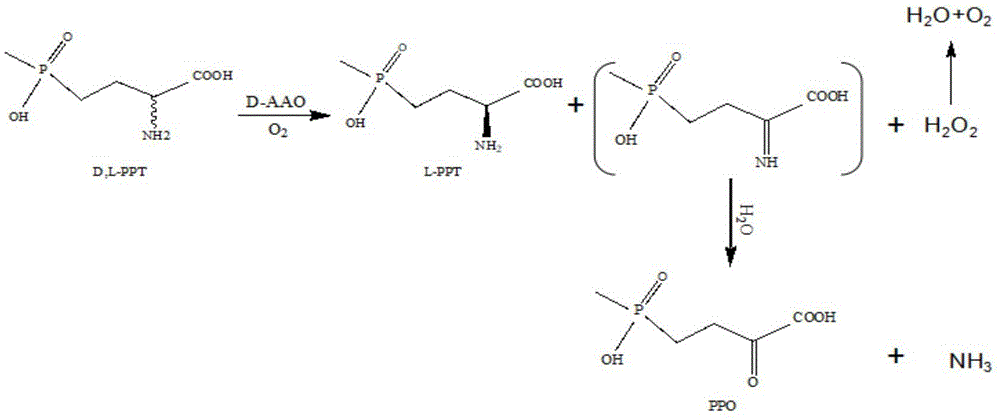 一种D-氨基酸氧化酶突变体及其应用的制作方法