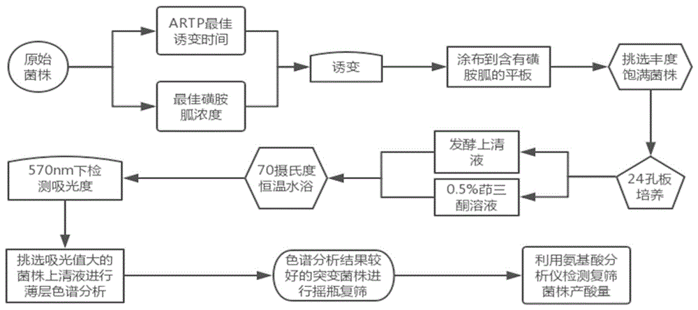 一种高产异亮氨酸的谷氨酸棒杆菌的选育方法及应用与流程