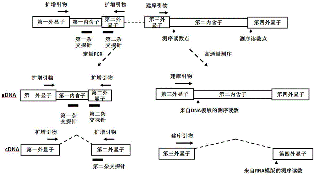 一种DNA与RNA同时定量的试剂盒、方法及质控方法与流程