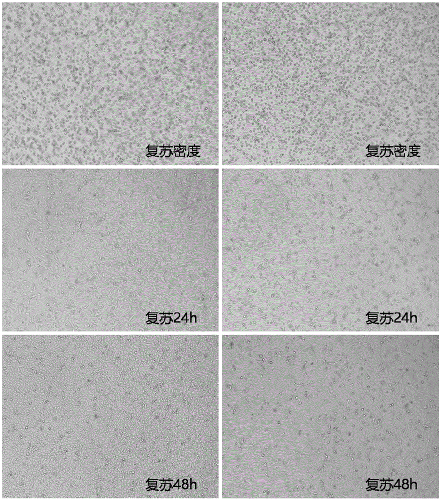 一种简便的细胞冻存和复苏方法与流程