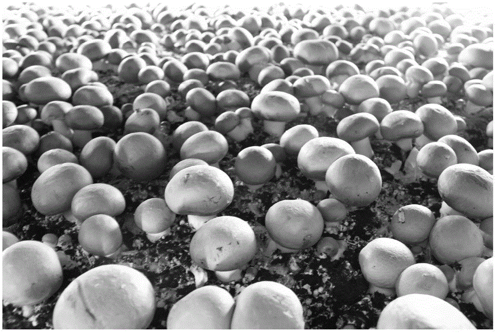 一种富硒棕色双孢蘑菇的栽培方法及栽培基质与流程