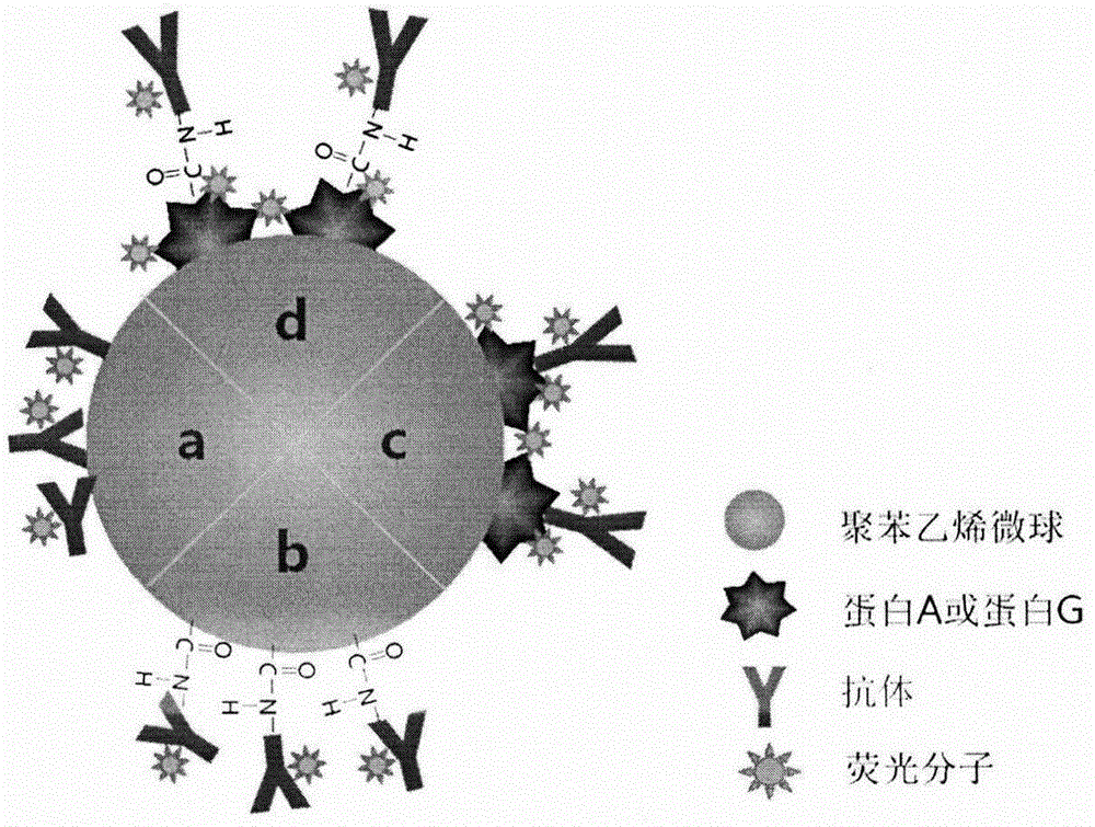 一种抗体取向修饰的荧光微球探针的制备方法及在免疫层析中的应用与