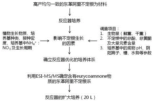 一种东革阿里不定根的生物反应器培养体系的方法与流程