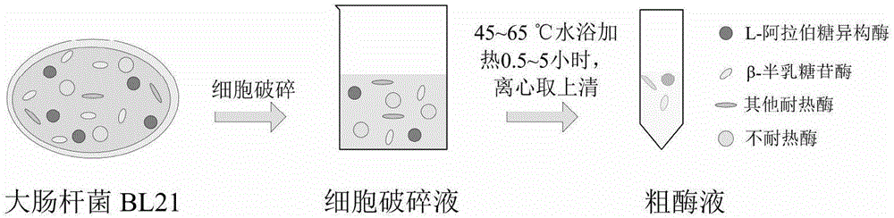 一种D-塔格糖联产乙醇的方法与流程