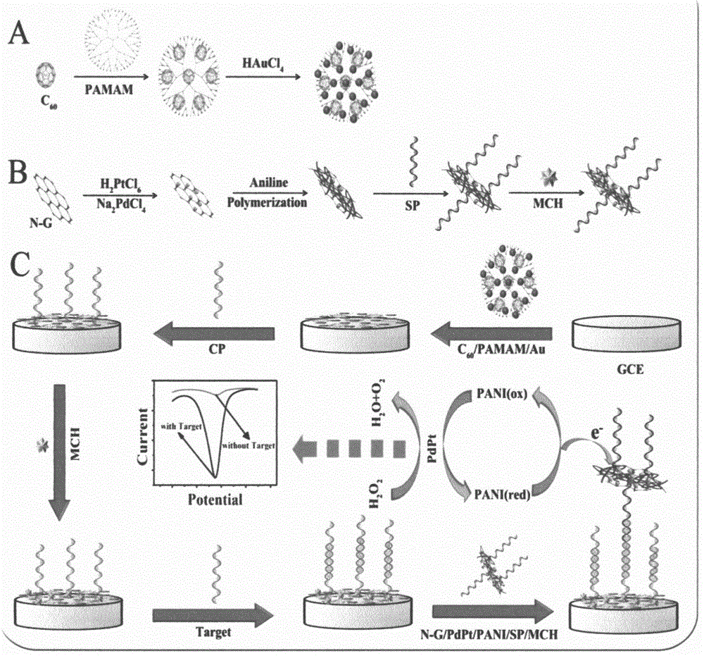 用于rs1801177检测的电化学DNA生物传感器制备方法与流程