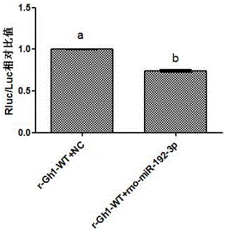 一种验证miRNA对于大鼠腺垂体GH分泌调控作用的方法与流程