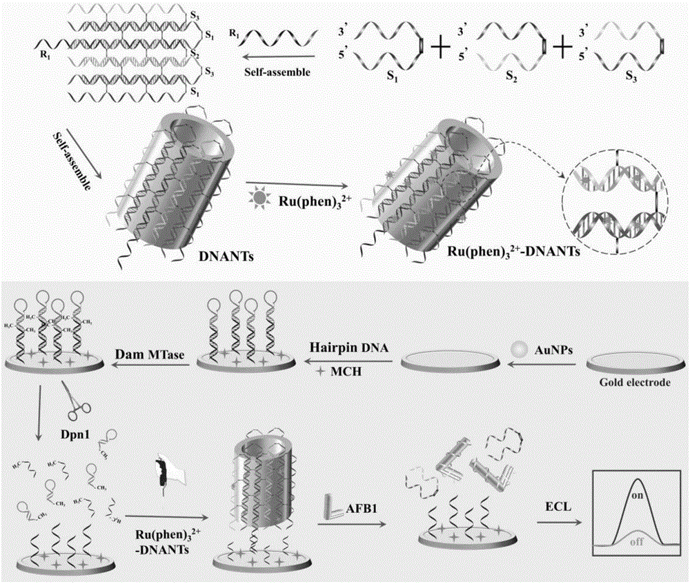 一种基于DNA纳米管的电化学发光生物传感器及其制法和应用的制作方法