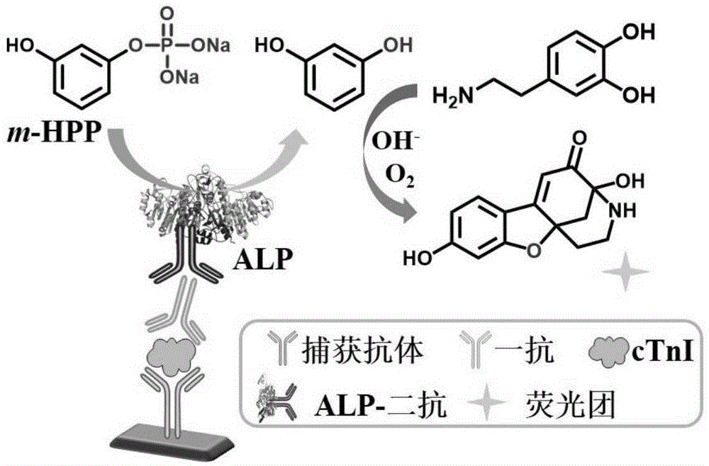 一种心肌肌钙蛋白I的荧光和比色双信号检测试剂盒及检测方法与流程