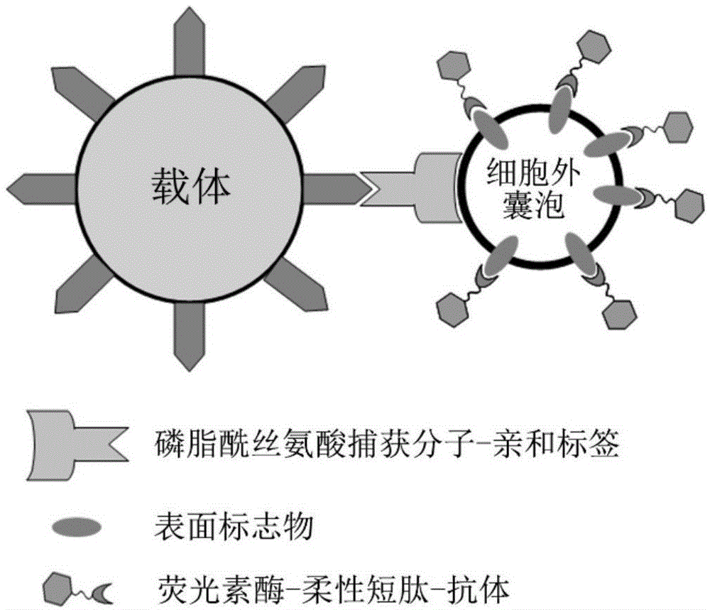 细胞外囊泡的分离方法、以及检测细胞外囊泡表面标志物的方法和试剂盒与流程