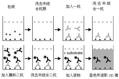 一种外周血氧化型低密度脂蛋白自身抗体的检验方法与流程