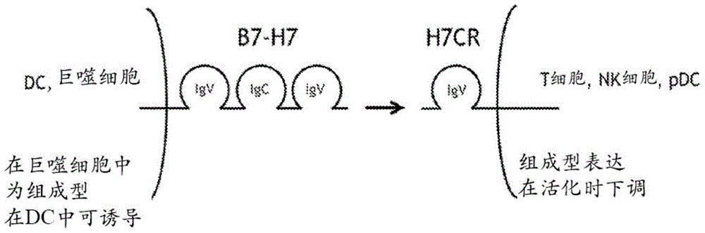 抗H7CR抗体的制作方法