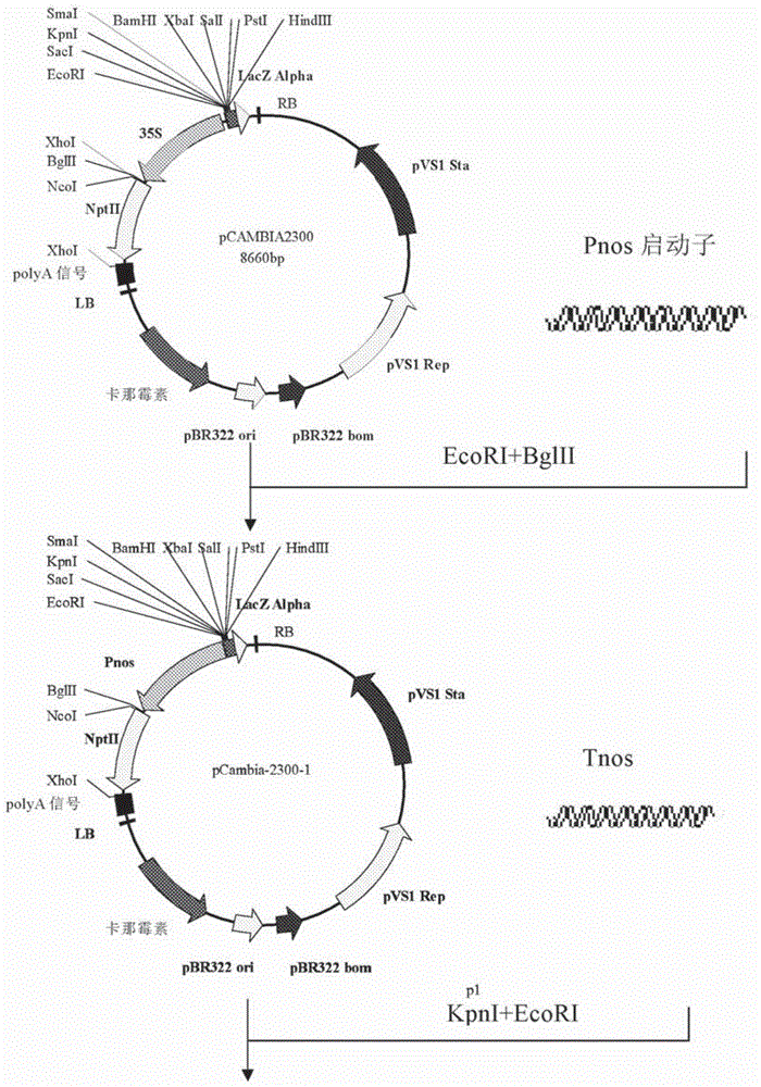 一种木榄钼辅酶因子硫化酶MCSU及其编码基因与应用的制作方法
