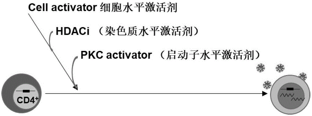 一种激活潜伏HIV病毒的组合物及其应用的制作方法