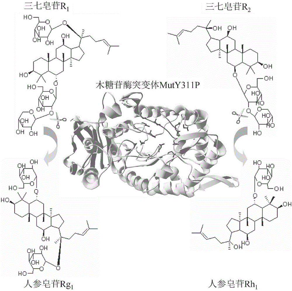 一种能将三七皂苷R1和R2分别转化为人参皂苷Rg1和Rh1的热适应性改良木糖苷酶的制作方法