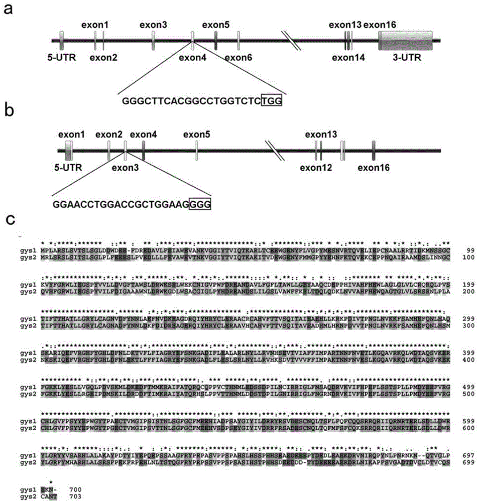 斑马鱼糖原贮积症gys1和gys2基因突变体的构建方法与流程