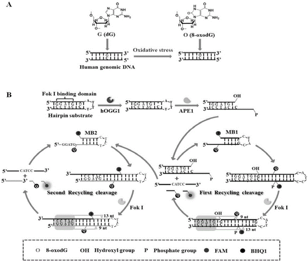 基于自催化复制介导的循环信号放大检测人8-羟基鸟嘌呤DNA糖基化酶活性的方法与流程
