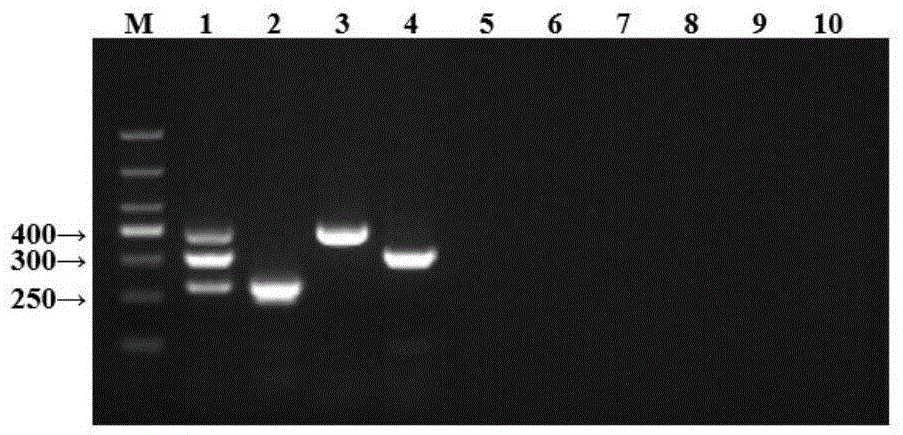 禽流感病毒H5、H7、H9亚型三重RT-PCR检测的引物及试剂盒的制作方法