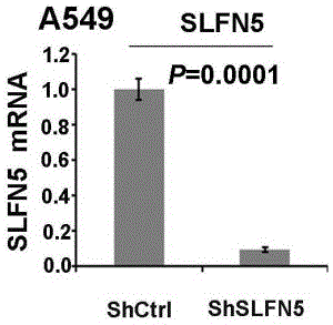 SLFN5或SLFN5促进剂在制备肺癌治疗药物中的用途的制作方法