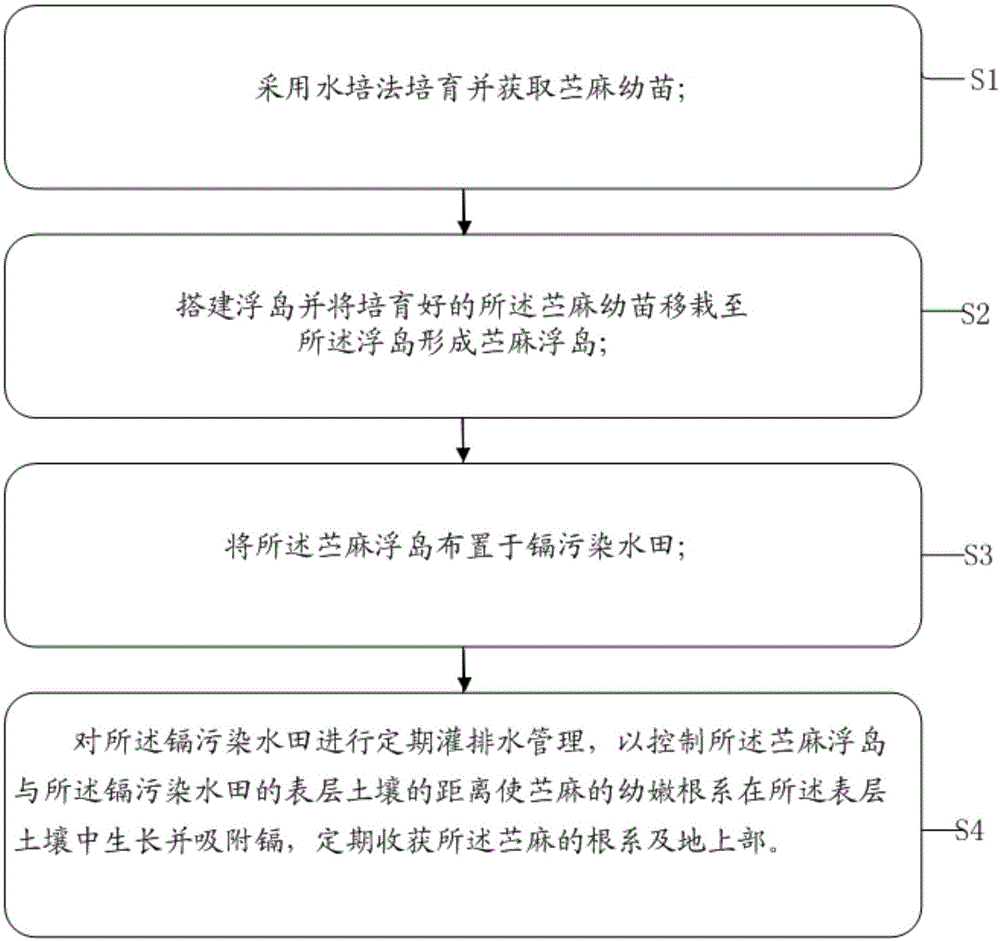 一种镉污染水田苎麻修复方法与流程