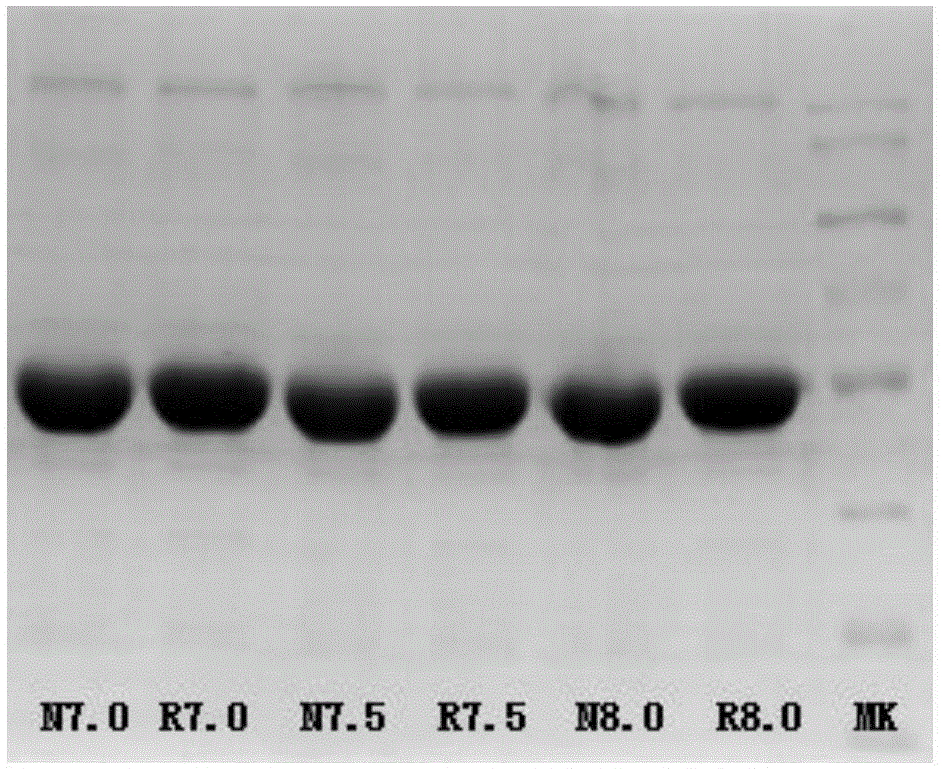 一种含MG53蛋白/MG53突变体蛋白凝胶及其制备方法和应用与流程