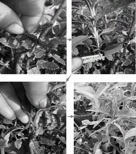 一种墨西哥鼠尾草嫁接砧木的筛选试验方法与流程