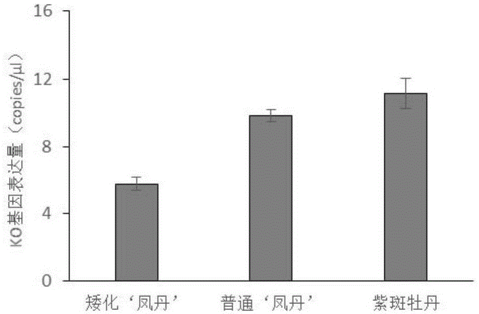 一种油用牡丹矮化抗逆品种选育技术的制作方法