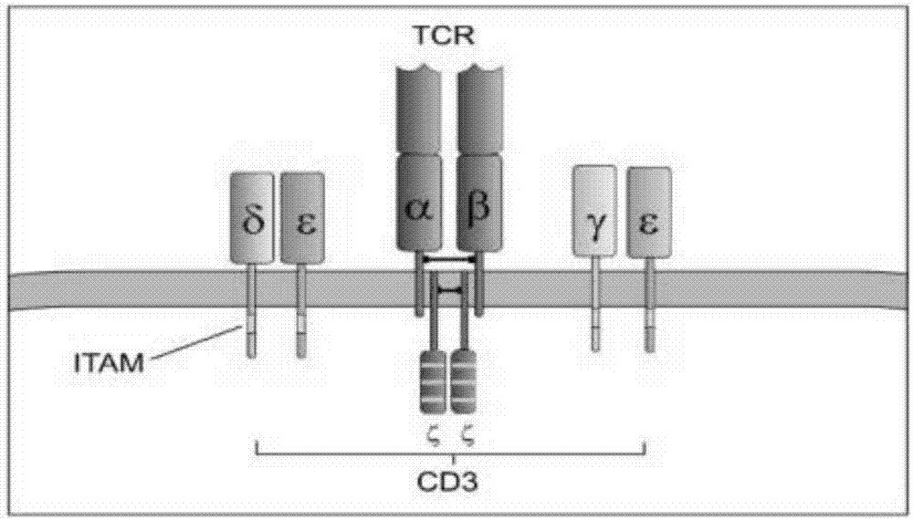 通用型嵌合抗原受体T细胞制备技术的制作方法