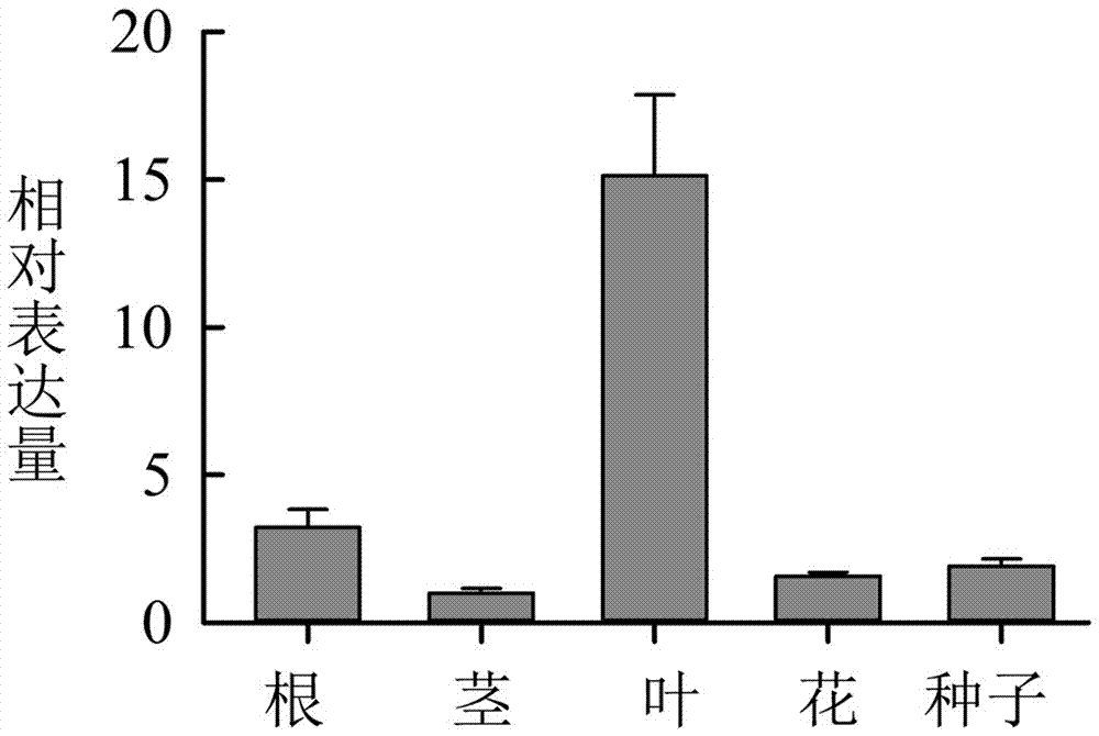 水稻OsMYB6基因及其编码蛋白在抗旱和抗盐中的应用的制作方法