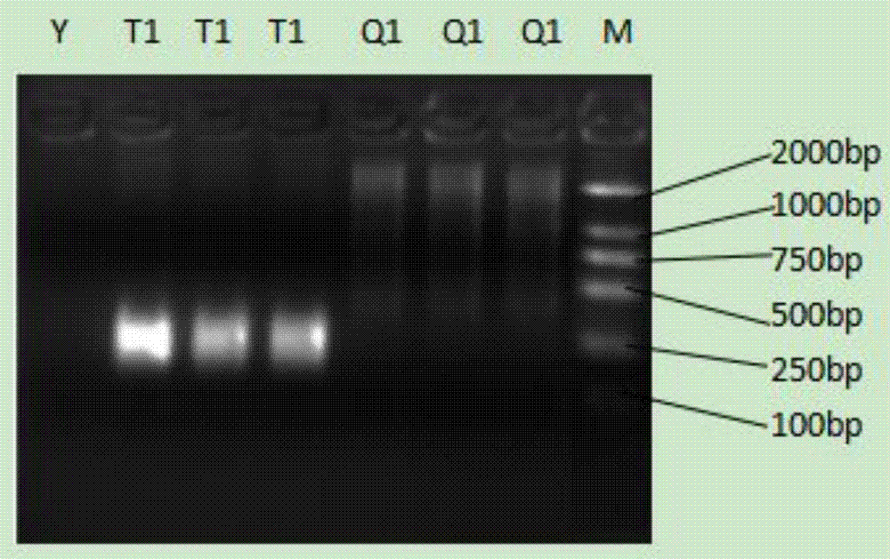 一种用于红汁乳菇鉴定的特异性DNA片段、扩增引物及红汁乳菇的鉴定方法与流程
