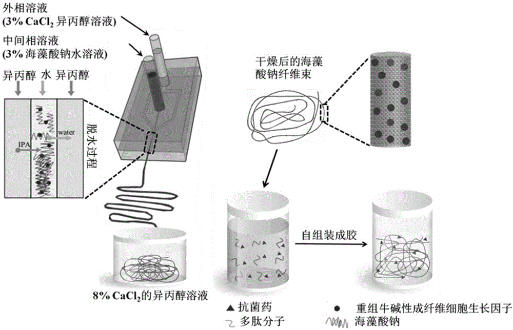 一种含有促进伤口愈合双药的纤维束/多肽水凝胶及其制备方法与流程