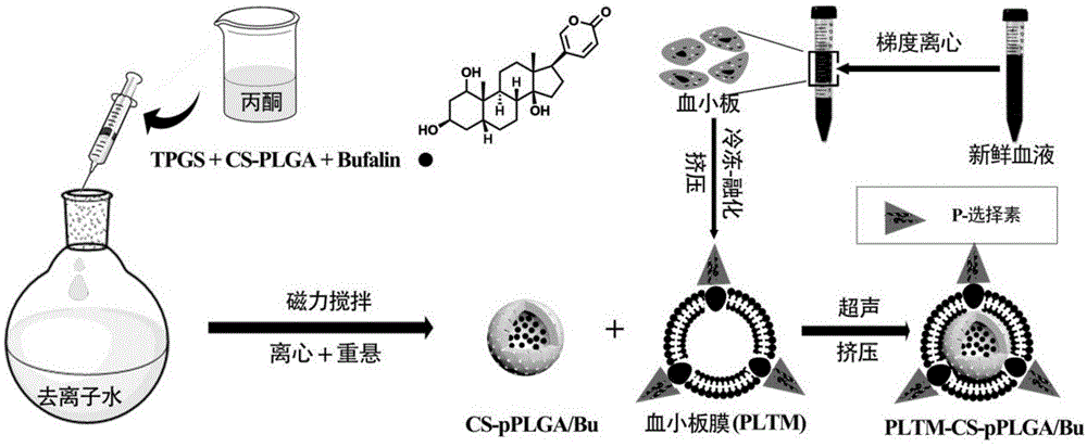 一种血小板膜包裹载药多孔纳米颗粒及其制备方法与流程