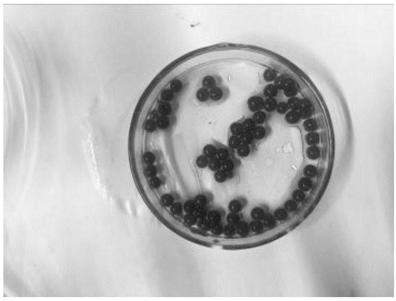 一种模拟微生态的益生菌的筛选方法、修复剂及其应用与流程
