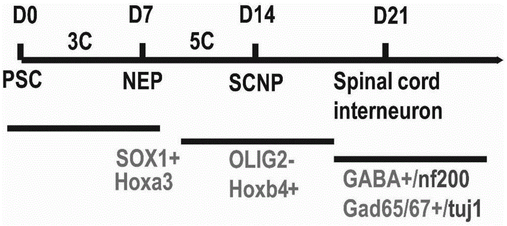 多潜能干细胞诱导获得脊髓GABA能中间神经元的方法与流程
