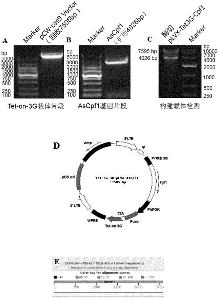 一种条件性诱导表达AsCpf1慢病毒载体及其构建方法和在猪小肠上皮细胞建系中的应用与流程