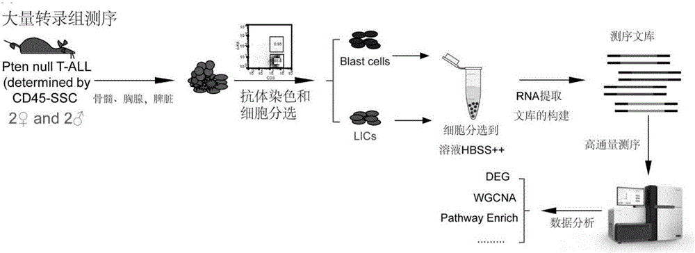 PU.1抑制剂及其应用的制作方法