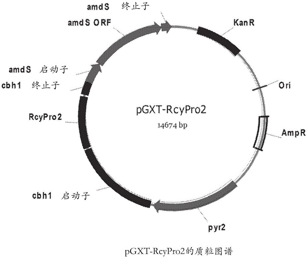 天冬氨酸蛋白酶的制作方法