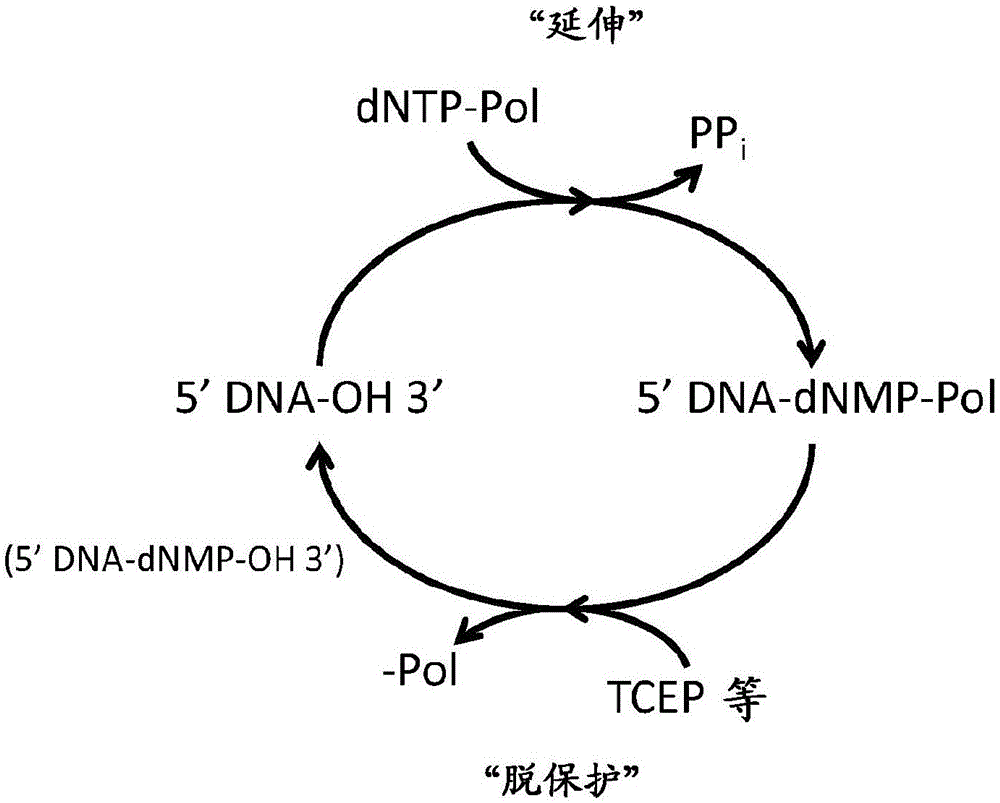 使用栓系的核苷三磷酸的核酸合成和测序的制作方法
