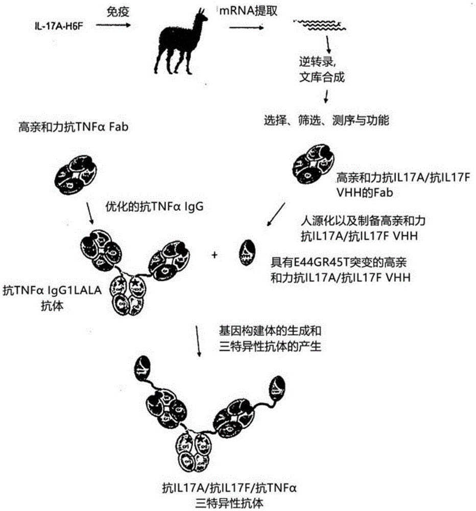 针对IL-17A、IL-17F和其他促炎性分子的三特异性抗体的制作方法