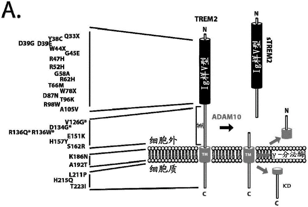 TREM2切割调节剂及其用途的制作方法