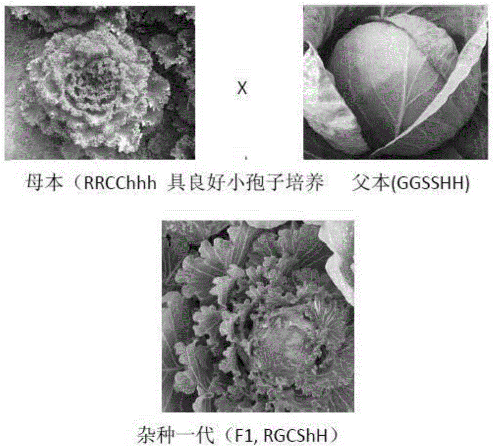 一种彩色结球甘蓝新种质的培育方法与流程