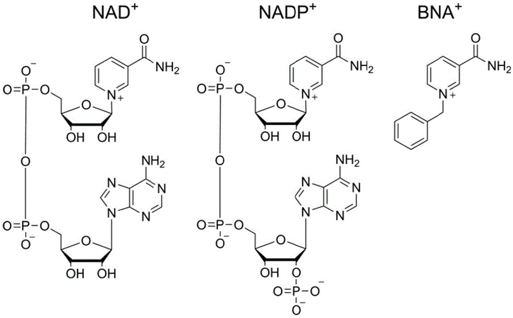 一种酶催化氧化型烟酰胺辅酶的再生方法及应用与流程