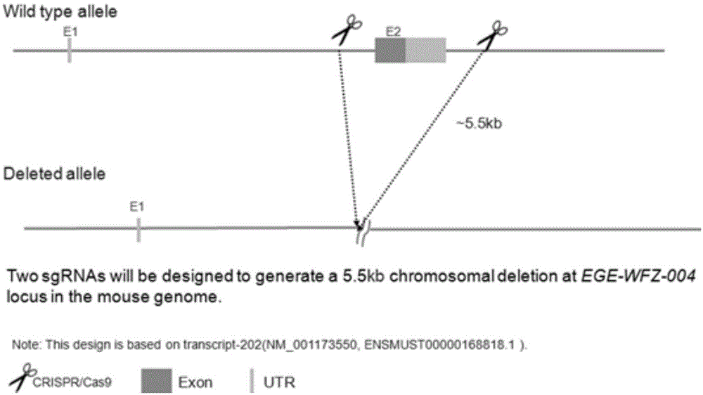 用于C5aR1基因敲除的sgRNA、载体以及构建方法和检测方法与流程