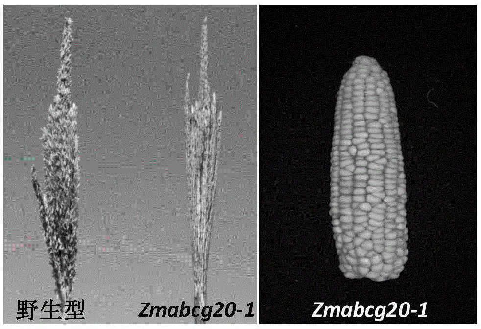 玉米基因ZmABCG20在调控作物雄性育性中的应用的制作方法