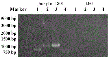 源于巴马长寿村的鼠李糖乳杆菌hsryfm 1301的标志引物对、鉴定方法及其应用与流程
