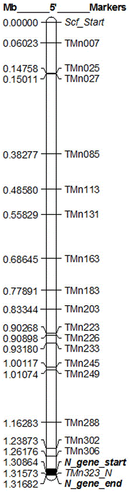 一组打破烟草TMV抗性基因N上游（5’端）连锁累赘的分子标记及其应用的制作方法